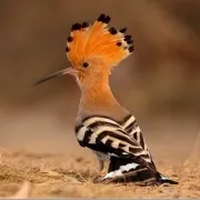 The hoopoe bird