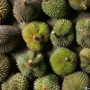 Durian fruit