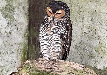 The Wisdom of Owls Asleep