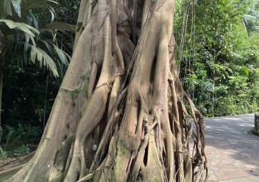 A Tree in Paradise