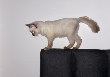Tuta, Cat on a Precipice 