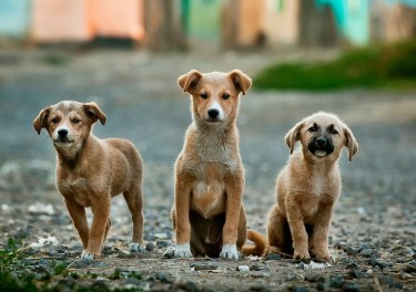 three brown puppies