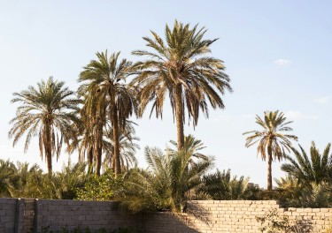 Palm trees in Southern Iraq next to a brick wall