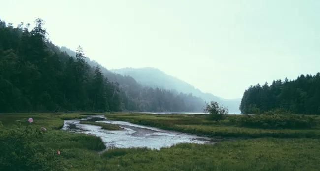River and Forest