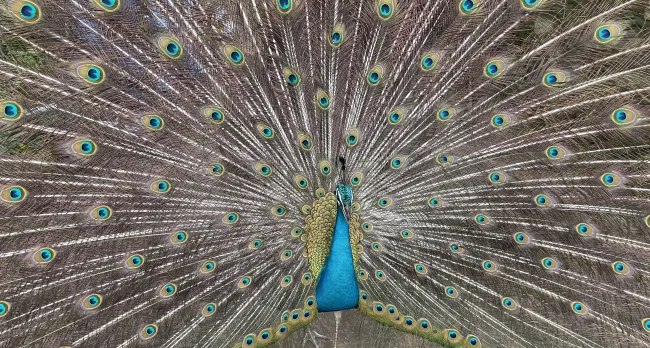 Peacock